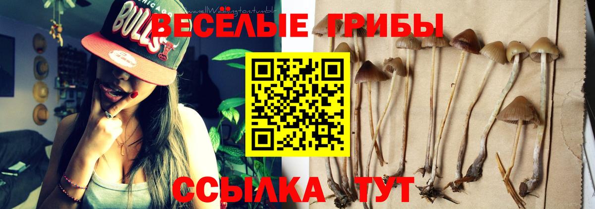 Галлюциногенные грибы GOLDEN TEACHER  Черкесск  Галлюциногенные грибы мицелий 